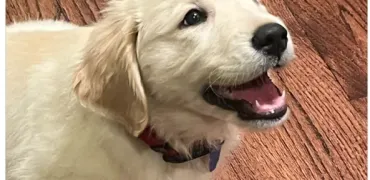 Штучний інтелект Grok від Ілона Маска поширює спірні твердження